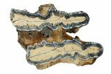 Mammoth Molar Slice With Case - South Carolina #335359-1